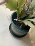 花盆绿植盆栽加厚塑料简约多肉小盆阳台客厅月季玫瑰大号家用花盆 矮款1加仑(口径15cm)2个盆 不带托盘 实拍图