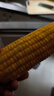 东北农嫂糯玉米段多色可选软糯香吉林原产粘玉米真空低脂饱腹粗粮代餐 【免切免洗】黄糯玉米段2kg约15段 实拍图