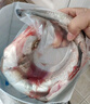 品鲜肴淡水鱼生态翘嘴鱼白鱼/翘嘴鲌大白刁鱼自然捕获鲜活现杀生鲜水产 1000g /条（活鱼称重非净重） 实拍图