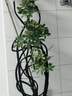 叹为观止大型植物发财树各种大颗盆栽开业乔迁客厅办公室内好养大型花卉 造型鸭脚木【1.4-1.6米】 含盆 实拍图