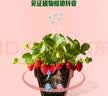 美乐棵植物营养液磷酸二氢钾花肥兰花月季水培花卉绿植发财树营养液肥料 草莓型500ml 实拍图