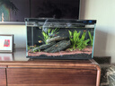 米家（MIJIA）小米米家智能生态鱼缸还原自然生态补仓一次三月无忧出差旅行必备 实拍图