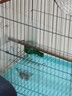 憨憨宠鸟笼 鹦鹉笼特大号鸟笼子外出携带笼观赏笼鸟窝八哥画眉鸟笼套装 电镀银 大号58*31*33cm 实拍图