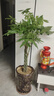 叹为观止大型植物发财树各种大颗盆栽开业乔迁客厅办公室内好养大型花卉 辫子发财树【1.2-1.4米】 不含盆 实拍图