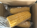 【东东农场专供】新鲜黄糯玉米真空包装玉米水果软糯香甜早餐健康 黄糯玉米大棒260g+ 4根装 实拍图