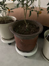 oeny紫砂花盆透气防烂根特大号口径种树种菜高颜值大花盆陶瓷花盆批发 红色:红色高直筒特大号 紫砂 实拍图