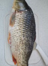  鲜活大鲤鱼1-1.25kg/条 实拍图