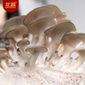 北蔬蘑菇种植包灰平菇家种可食用菌包 小号灰平菇菌包5个源头直发包邮 实拍图