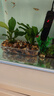【京东物流】水草套餐 好养耐活真水草植物绿菊大叶绿九冠鱼缸 丹麦榕沉木双头 实拍图