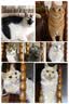 比瑞吉猫粮12kg 无谷全价室内冻干双拼粮成猫猫主粮宠物营养猫食品 室内成猫粮12kg 实拍图