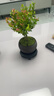 八芽 小叶赤楠盆景摆件室内绿植花卉盆栽老桩客厅办公室桌面好养植物 （【热销款】舍得紫砂盆赤楠+苔藓+底座） 实拍图
