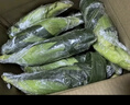 中鲜生云南水果玉米 新鲜甜玉米 现摘玉米棒 生鲜蔬菜可生吃火锅食材 5斤 水果玉米 实拍图