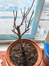 花竹恋长寿冠海棠盆栽盆景梅花树桩重瓣树苗红梅耐寒耐旱植物不含盆 8年长寿冠海棠当年开花 实拍图