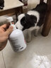 KONOKO宠物沐浴露猫咪狗狗清洁杀菌除螨除臭去味比熊泰迪专用浴液洗澡液 实拍图