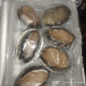 森农乐鲍鱼鲜活冷冻特大生鲜大号贝类海鲜水产超大即食佛跳墙食材鲍鱼汁 6-8只/斤【特大鲍鱼1斤 肥嫩满足】 实拍图
