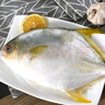 渔吻 金鲳鱼新鲜鲳鱼海捕 深海鱼平鱼鲳鱼鲜活冷冻鱼类金昌鱼 金鲳鱼550g/条*6条 实拍图