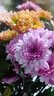 【七彩小雏菊】鲜切花混搭混色多头鲜花插瓶水养花期长七夕礼物 粉紫色小雏菊50CM5枝 实拍图