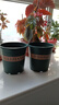 花盆绿植盆栽加厚塑料简约多肉小盆阳台客厅月季玫瑰大号家用花盆 高款1加仑(口径16cm)2个盆 不带托盘 实拍图