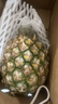 正宗海南金钻凤梨新鲜水果当季树上熟芒果凤梨【催熟食用】 1粒装中果 单果1.3-1.7斤 实拍图