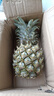 广东徐闻香水菠萝新鲜水果生鲜热带孕妇水果整箱包邮 【限时低价】1个装  单果650g起 实拍图