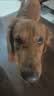 力狼（LILANG）狗粮成犬幼犬中大型犬通用拉布拉多金毛阿拉斯加法斗德牧马犬犬粮 【肉粒双拼】鲜鸡肉+鹿肉20kg 实拍图