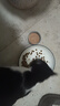 味当家全价猫粮胖胖粮2kg冻干夹心鸡肉绒鸭肉幼猫粮营养天然粮可换粮 实拍图