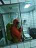 迪卡侬硬壳冲锋衣男女户外休闲登山徒步防风防水夹克风衣MH500外套 霞光橙（男女同款）- 亚洲款 新款上市 加内胆选大一码 S 实拍图