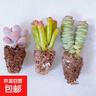【招财进宝多肉】钱串吸财树桃蛋吹雪之松锦精选系列好养基地直发 桃蛋+钱串+熊童子 实拍图