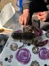 首鲜道【活鲜】波士顿龙虾鲜活波龙 大龙虾海鲜鲜活礼盒大虾年货礼盒 500-600g/只大龙虾*2只（净重） 实拍图