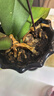 德沃多植物营养土通用10L园艺养花土种菜土壤盆栽种植土花卉有机基质土 实拍图