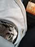 DO DO PET宠物背包猫包外出便携宠物包太空舱猫咪小狗透气双肩包包书包大号 灰色(拓展款-可变帐篷)【京东送货上门】 建议12斤内猫咪，8斤内狗狗使用 实拍图