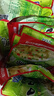 【限时特惠】重庆涪陵特产榨菜芯口口脆50g去皮小包装早餐下饭菜 榨菜芯50g*20包（活动） 实拍图