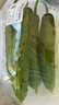 【水果菜】东北旱黄瓜约550g 实拍图