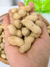 享食兔黑花生带壳原味生花生米富硒山东特产农家生鲜花生休闲零食品500g 实拍图