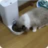 纯刻 B40低温烘焙猫粮无谷全价成猫幼猫专用干粮0谷物低敏鲜鸡肉配方 3kg【3包常备装】送猫条+罐头体验装 实拍图