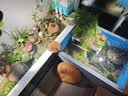 沃特浦鱼池屋顶防水涂料补漏材料水池专用卫生间漏水胶防漏王长期泡水漆 【蓝色】 4斤 环保+送2斤打底胶 实拍图