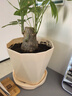 寿禾 花盆带托大号树脂简约绿植鲜花种植盆 木里盆大号-杏色 实拍图