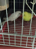 朗缤 鹦鹉活体鸟活物虎皮鹦鹉宠物活鸟玄凤鹦鹉手养鸟会说话幼鸟幼崽 黄色虎皮+白色虎皮（一公一母） 实拍图