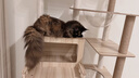 唐米吉吉加粗大型猫爬架猫窝猫树一体太空舱猫架子小户型不占地剑麻猫玩具 【大猫推荐】172cm猫别墅-B56 实拍图