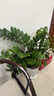 叹为观止大型植物发财树各种大颗盆栽开业乔迁客厅办公室内好养大型花卉 金钱树【80厘米-1米】 含盆 实拍图