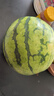 京鲜生 麒麟无籽西瓜 1粒装 净重7-9斤 生鲜水果 实拍图