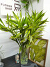花翁水培绿植物室内水养花卉盆栽金边富贵竹70-80cm10棵源头直发 实拍图