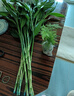 年宵花富贵竹春节水养花卉转运竹水培植物盆栽过年装饰年货绿植 10枝-65cm富贵竹 标准 实拍图