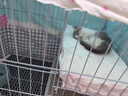 憨憨宠猫笼折叠猫笼子大号猫别墅加粗加密双层猫舍猫窝宠物猫咪用品家用 白色 700双层 实拍图