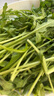【春菜】芝麻菜150g 实拍图