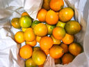 京鲜生 云南油皮金桔/金橘 净重1斤 单果12g起  生鲜水果 实拍图