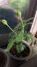 月季花苗四季开花大花浓香型灌木月季苗庭院阳台盆栽地栽玫瑰花苗 心上人【微月小花，多季节开花】 扦插小苗15-25cm高 1棵 实拍图