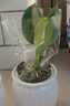 大叶金钻绿公主四季常青吸甲醛室内绿植可水培净化空气易活好养 大叶金钻/铂金钻盆栽随机发 1盆（约15厘米左右） 实拍图