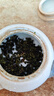 香不理品质好茶大份量新茶高山茶浓香型兰花香铁观音安溪自己喝茶叶500g 实拍图
