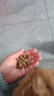 鲜朗无谷低温烘焙狗粮泰迪比熊小型犬金毛拉布拉多通用奶糕幼犬专用 烘焙幼犬粮2kg【单包装】 实拍图